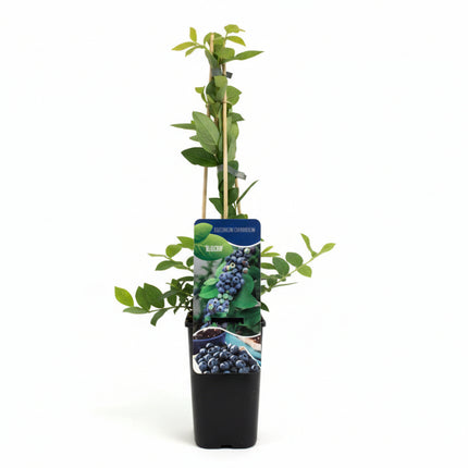 Vaccinium ‘Bluecrop’ Blauwe Bosbes in zwarte kweekpot met witte achtergrond
