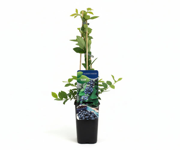 Blauwe Bes 'Bluecrop' Kopen