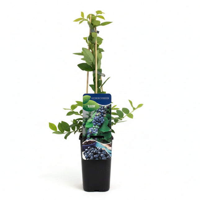 Vaccinium ‘Bluecrop’ Blauwe Bosbes in zwarte kweekpot met witte achtergrond
