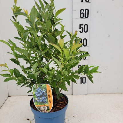 Vaccinium corymbosum 'Brigitta Blue' -  Blauwe bessen struik