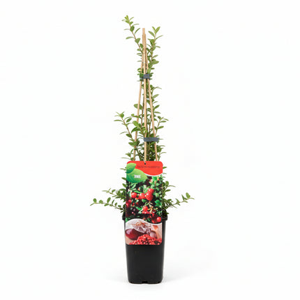 Vaccinium macrocarpon 'Early Black' IN ZWARTE KWEEKPOT MET WITTE ACHTERGROND