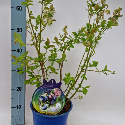 Vaccinium corymbosum Darrow - Blauwe bessen struik