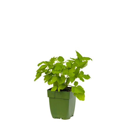 Valeriana officinalis - Echte valeriaan