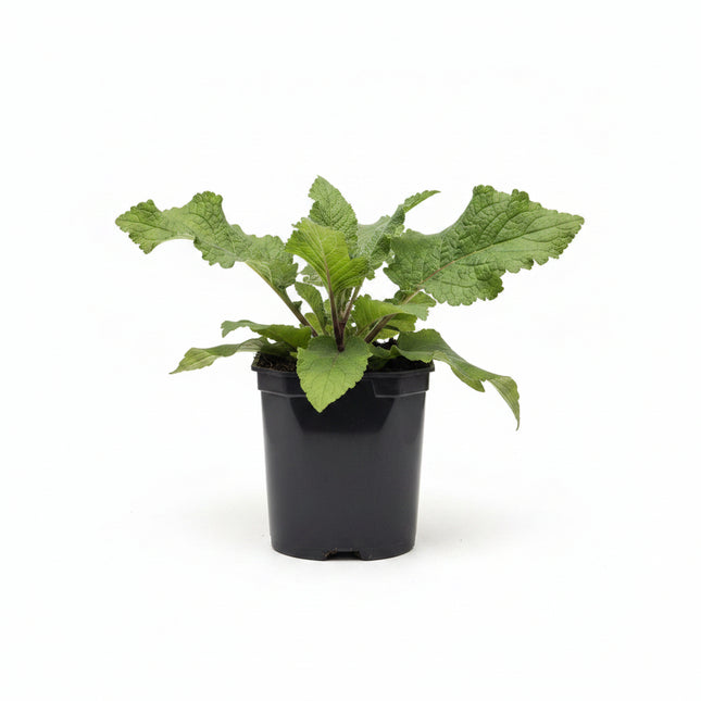 Verbascum nigrum zwarte toorts in pot – inheemse vaste plant