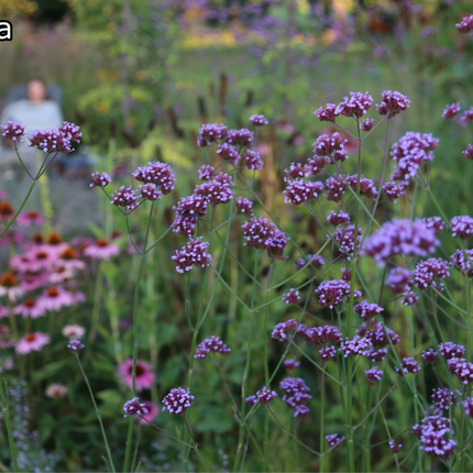 Borderpakket 'Bijen & Vlinders' - 5m² - 50 planten