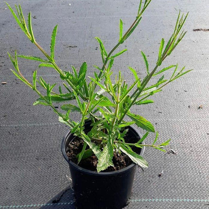 Verbena bonariensis - IJzerhard