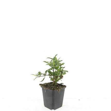 Verbena bonariensis - IJzerhard