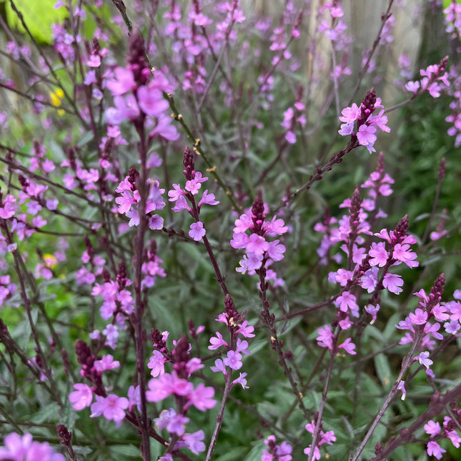 Verbena officinalis (ijzerhard) met slanke, vertakte stelen en kleine lila tot roze bloemetjes in fijne aren, bloeiend in een natuurlijke, groene omgeving.