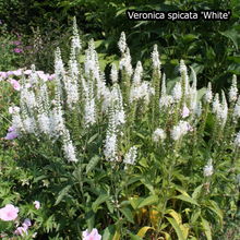 Afbeelding in Gallery-weergave laden, Borderpakket &#39;Pastel &amp; Wit&#39; - 5m² - 50 planten
