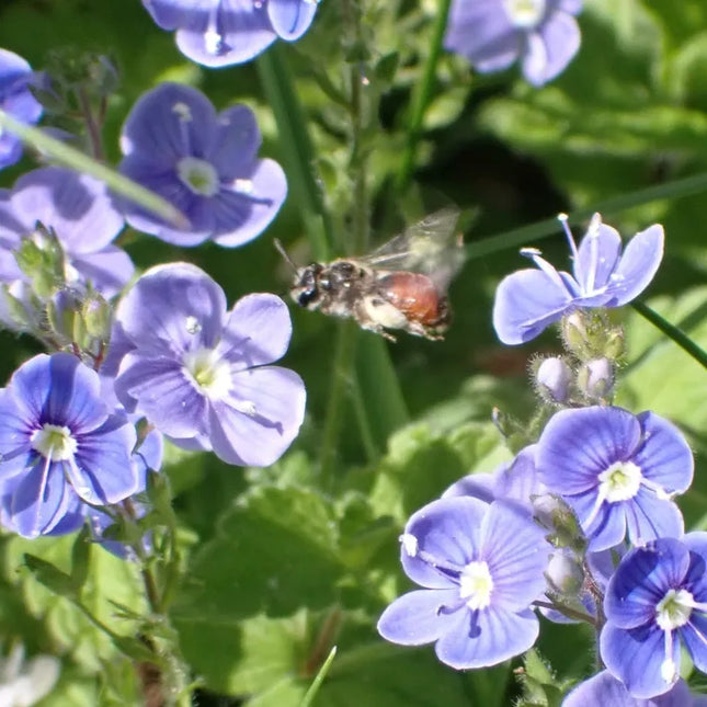 Veronica chamaedrys (gewone ereprijs) met helderblauwe bloemen met wit hart, terwijl een bij tussen de bloemetjes vliegt, tegen een groene achtergrond van bladeren en gras.