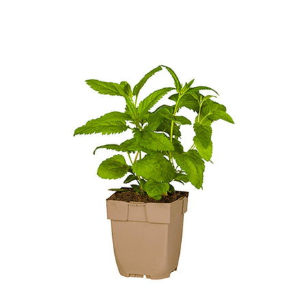 Veronica longifolia - Lange ereprijs