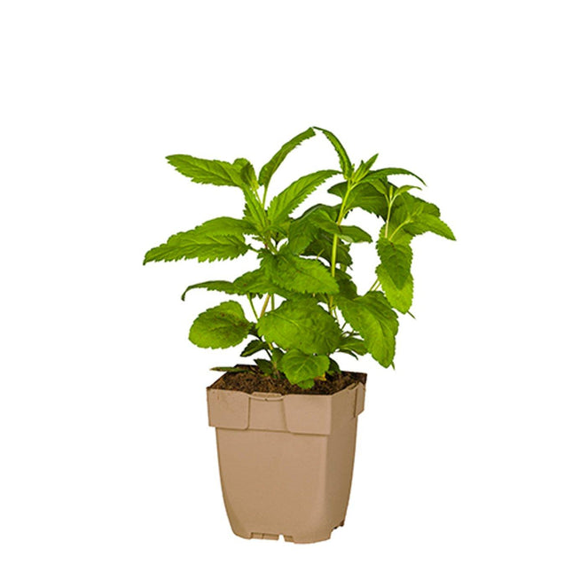 Veronica longifolia - Lange ereprijs