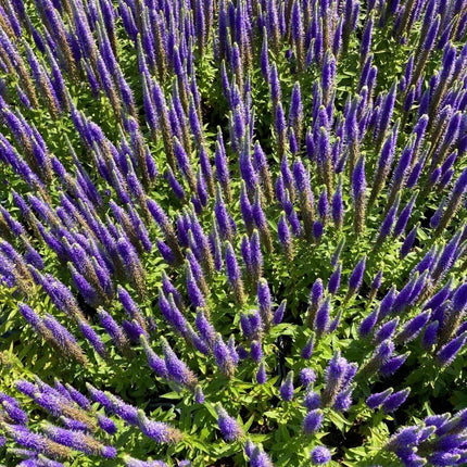 Veronica spicata 'Ulster Dwarf Blue' - Aarereprijs (Ereprijs)