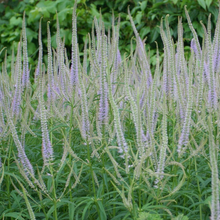 Afbeelding in Gallery-weergave laden, Veronicastrum virginicum &#39;Lavendelturm&#39; - Ereprijs
