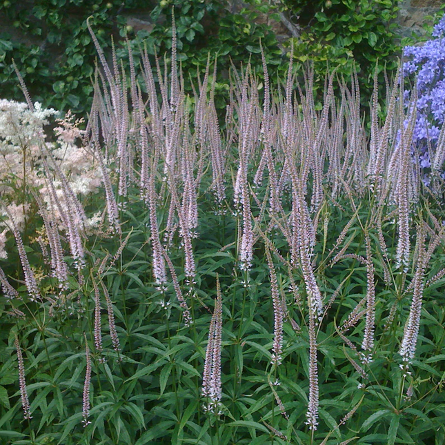 Veronicastrum virginicum 'Lavendelturm' - Ereprijs