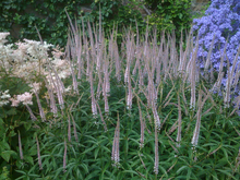 Afbeelding in Gallery-weergave laden, Veronicastrum virginicum &#39;Lavendelturm&#39; - Ereprijs
