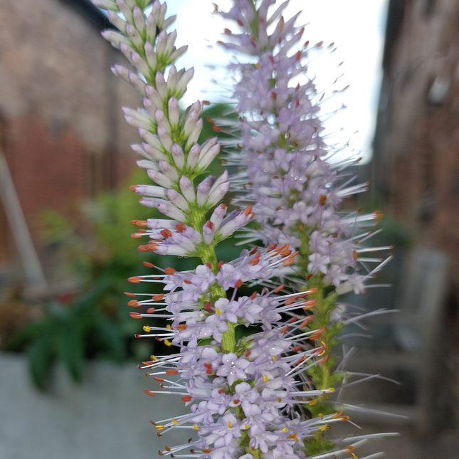 Detail van bloeispiren van ereprijs Veronicastrum virginicum ‘Lavendelturm’