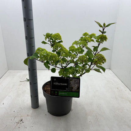 Viburnum plicatum 'Grandiflorum' - Japanse sneeuwbal