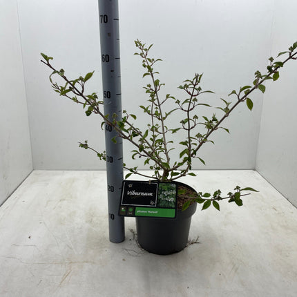 Viburnum plicatum 'Mariesii' - Japanse sneeuwbal