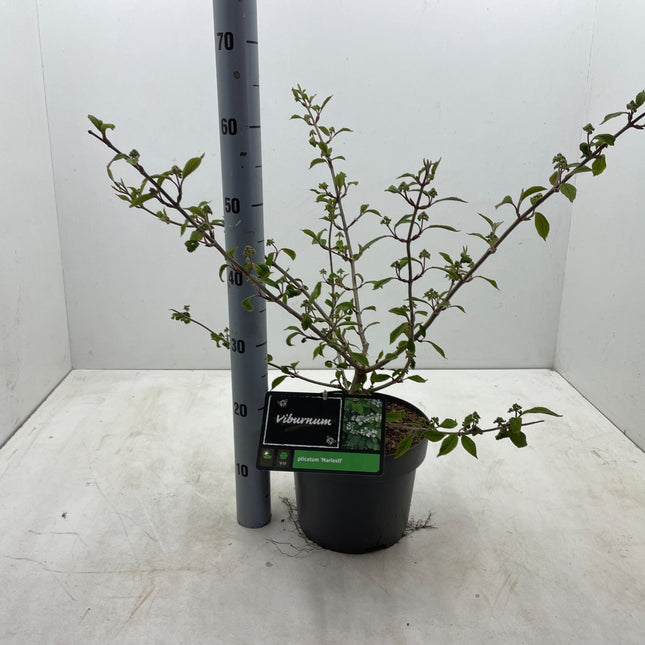 Viburnum plicatum 'Mariesii' - Japanse sneeuwbal