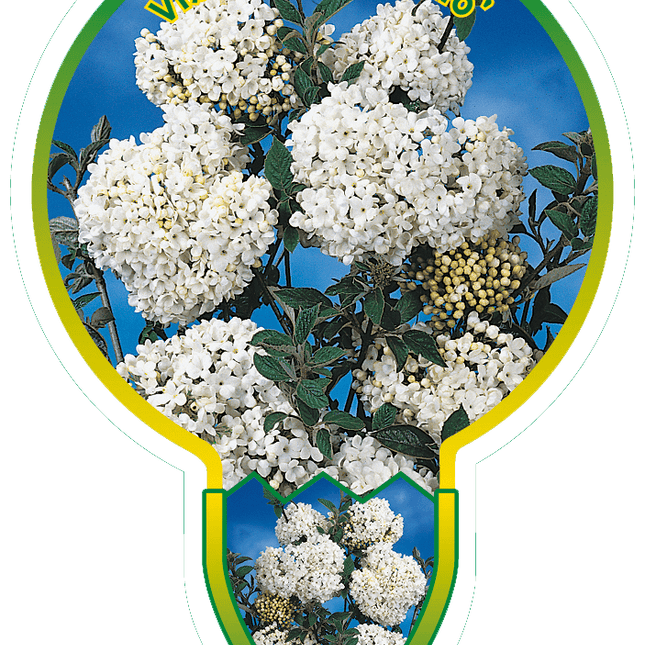 Viburnum 'Eskimo' - Sneeuwbal op stam
