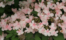 Afbeelding in Gallery-weergave laden, Viburnum Plicatum Pink Beauty - Japanse Sneeuwbal roze
