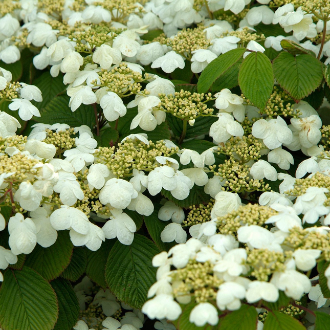 Viburnum plicatum 'Mariesii' - Japanse sneeuwbal