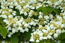 Afbeelding in Gallery-weergave laden, Viburnum plicatum &#39;Mariesii&#39; - Japanse sneeuwbal
