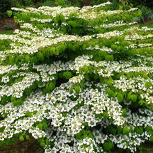 Afbeelding in Gallery-weergave laden, Viburnum plicatum &#39;Mariesii&#39; - Japanse sneeuwbal
