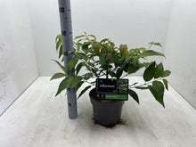 Afbeelding in Gallery-weergave laden, Viburnum plicatum &#39;Mariesii&#39; - Japanse sneeuwbal
