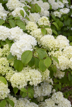 Afbeelding in Gallery-weergave laden, Viburnum plicatum &#39;Popcorn&#39; - Japanse sneeuwbal
