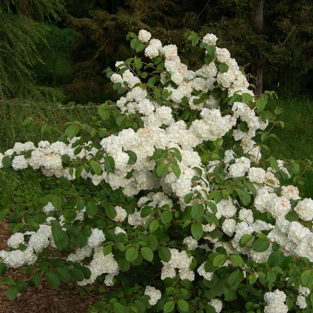 Viburnum plicatum 'Popcorn' - Japanse sneeuwbal