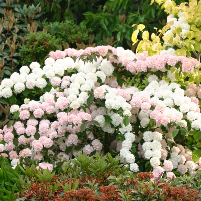 Viburnum plicatum 'Rosace' - Japanse sneeuwbal