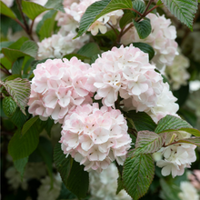 Afbeelding in Gallery-weergave laden, Viburnum plicatum &#39;Rosace&#39; - Japanse sneeuwbal
