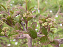 Afbeelding in Gallery-weergave laden, Viburnum plicatum &#39;Rosace&#39; - Japanse sneeuwbal
