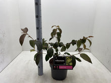 Afbeelding in Gallery-weergave laden, Viburnum plicatum &#39;Rosace&#39; - Japanse sneeuwbal
