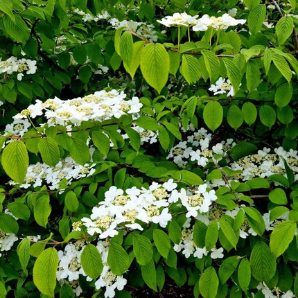 Viburnum plicatum 'Watanabe' - Japanse sneeuwbal