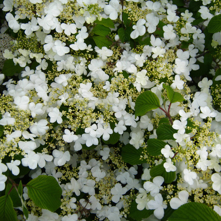 Viburnum plicatum 'Watanabe' - Japanse sneeuwbal