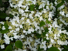 Afbeelding in Gallery-weergave laden, Viburnum plicatum &#39;Watanabe&#39; - Japanse sneeuwbal
