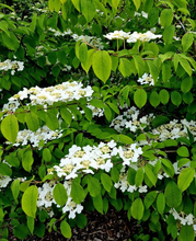 Afbeelding in Gallery-weergave laden, Viburnum plicatum &#39;Watanabe&#39; - Japanse sneeuwbal

