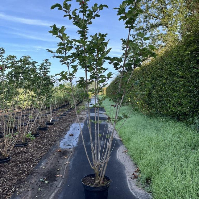 Viburnum opulus - Gelderse Roos Struik in pot