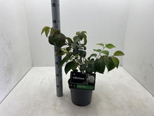 Afbeelding in Gallery-weergave laden, Viburnum plicatum &#39;Popcorn&#39; - Japanse sneeuwbal
