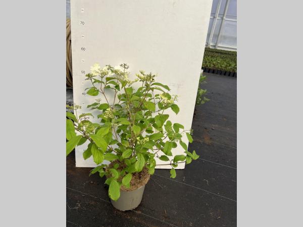 Viburnum plicatum 'Summer Snowflake' - Sneeuwbal met bloem