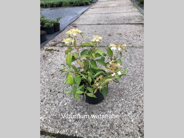 Viburnum plicatum 'Watanabe' - Sneeuwbal met bloem!