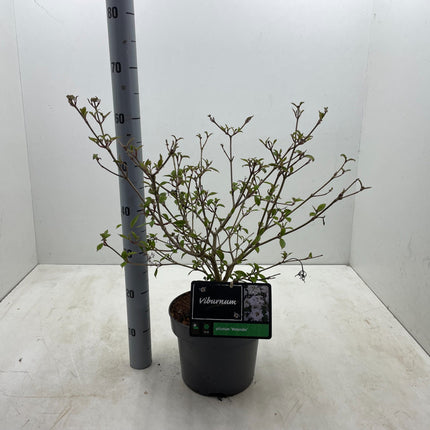 Viburnum plicatum 'Watanabe' - Japanse sneeuwbal