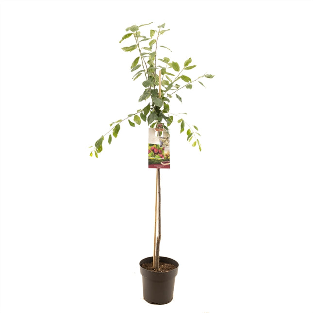 Prunus domestica Victoria - Oranje/rode pruim Halfstam