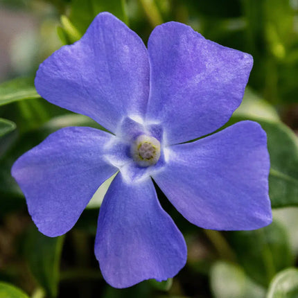 Close up van de kleine blauw bloemetjes 