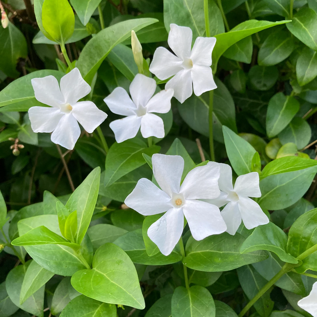 Vinca major 'Alba' - Grote Maagdenpalm