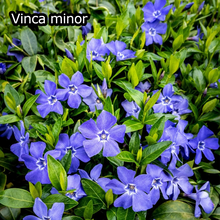 Afbeelding in Gallery-weergave laden, Borderpakket - Vinca &#39;Kleur&#39; -  6m² - 72 planten
