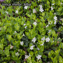 Afbeelding in Gallery-weergave laden, Borderpakket - Vinca &#39;Kleur&#39; -  6m² - 72 planten
